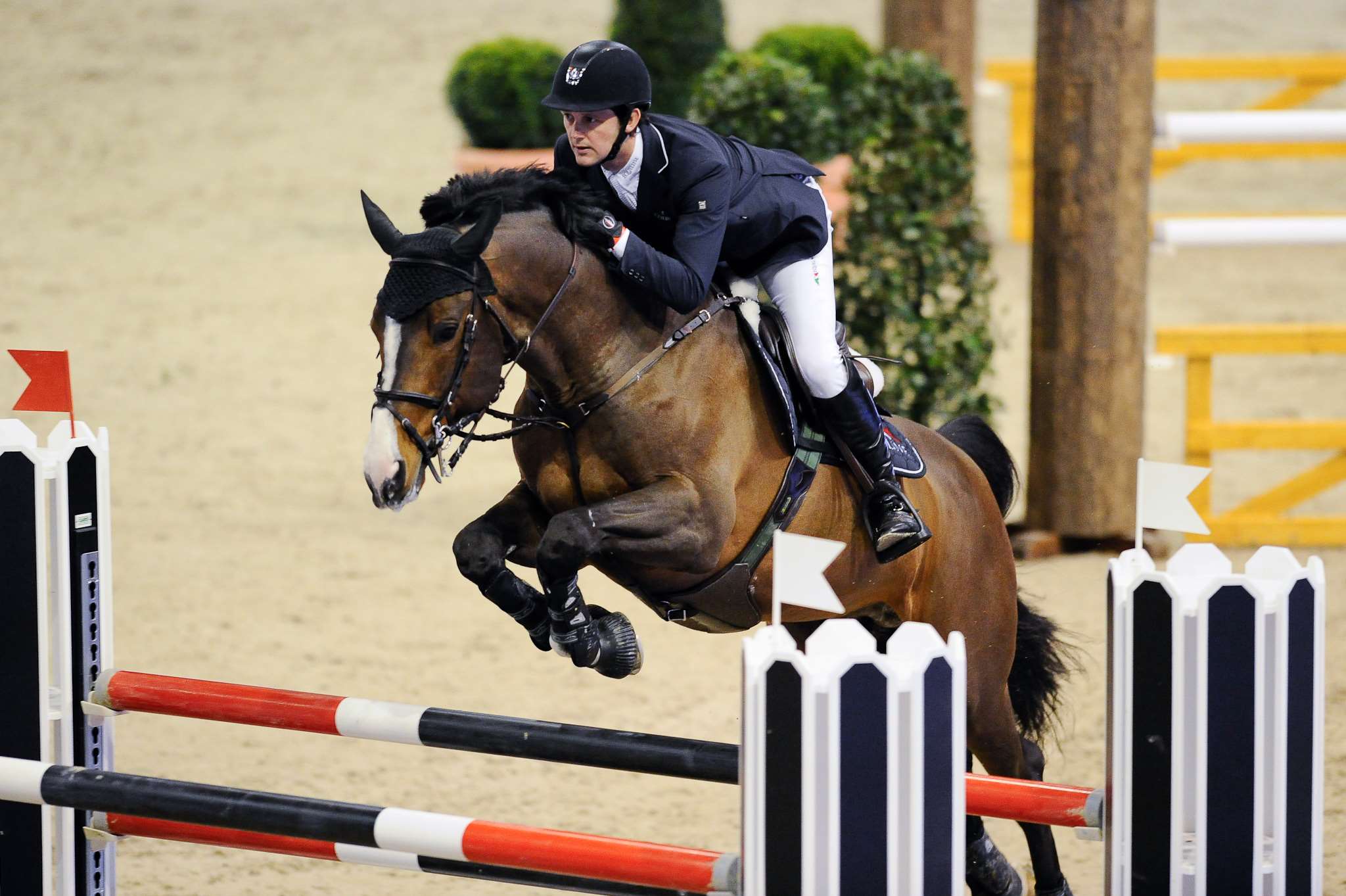 Je T'aime Flamenco Stallion Je T'aime Flamenco Stallion